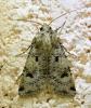 Agrotis trux